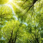 Мой друг Каварадосси