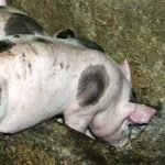 Яко свиния лежит в калу...