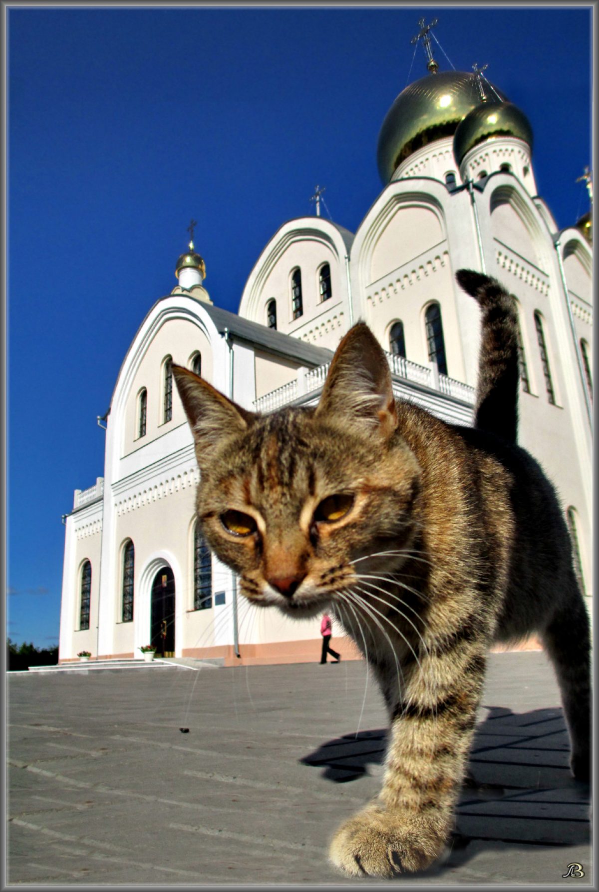 Запрещена ли молитва о животных