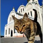 Запрещена ли молитва о животных